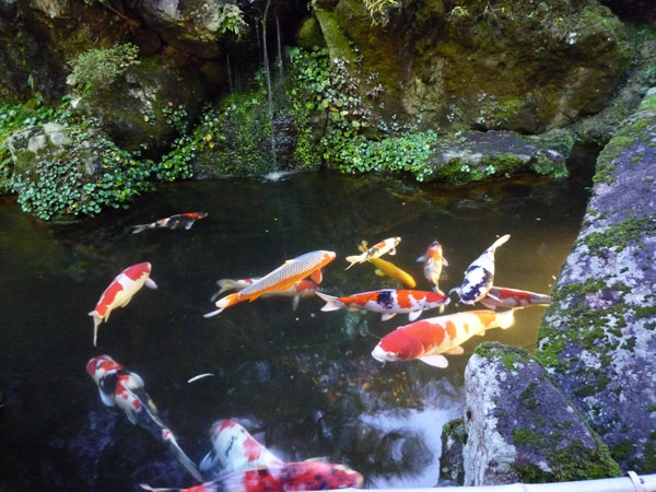 池の鯉